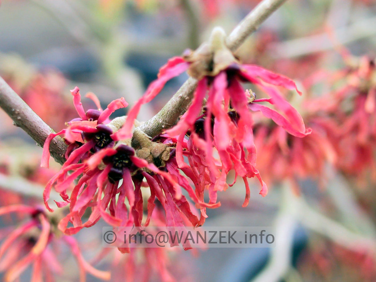 Hamamelis Diane - Macro 1.JPG